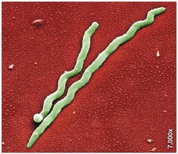 Spirilla bacterial cells