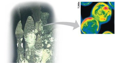 Prokaryotes obtaining nutrition from hydrothermal vent