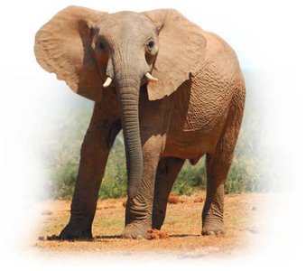 Elephant as example of multicellular organism