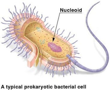 Typical prokaryotic bacterial cell