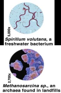 Spirillum and Methanosarcina, examples of Bacteria and Archaea