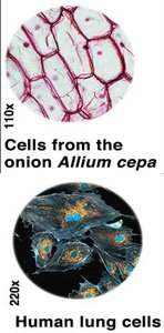 Onion and human lung cells, examples of eukaryotic cells
