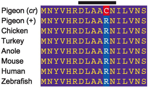 Amino acid sequence alignment showing the R to C substitution in crested pigeons