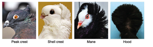 Photographs of different pigeon crest types