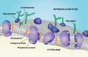 Diagram of a plasma membrane with transmembrane proteins