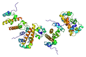 Ribbon diagram of a protein structure