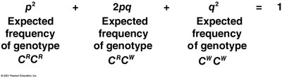 Hardy-Weinberg equation: p^2 + 2pq + q^2 = 1