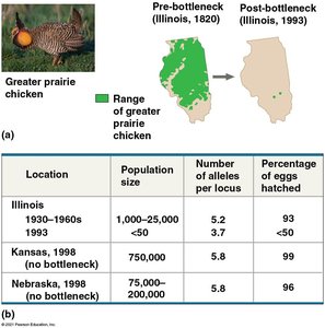 Prairie chicken bottleneck and recovery