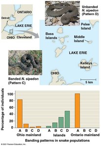 Gene flow in Lake Erie water snakes