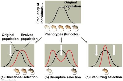 Directional, disruptive, and stabilizing selection
