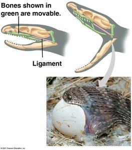 Snake jaw adaptation for swallowing large prey