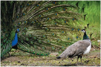 Peacock sexual selection