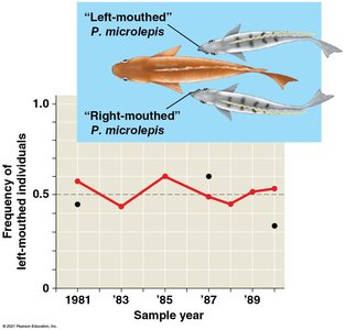 Frequency-dependent selection in scale-eating fish
