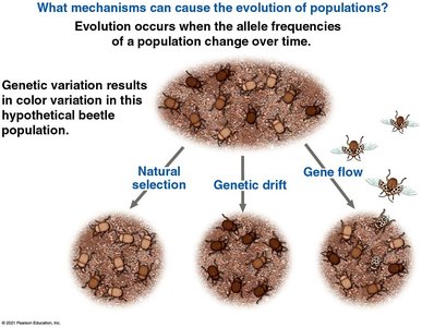 Mechanisms of population evolution: natural selection, genetic drift, gene flow