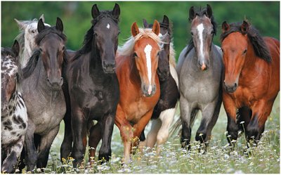 Variation in horse coat color as an example of quantitative traits