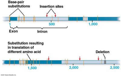 Diagram showing types of genetic variation: base-pair substitutions, insertions, deletions