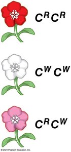 Genotypes of flowers: red, white, and pink