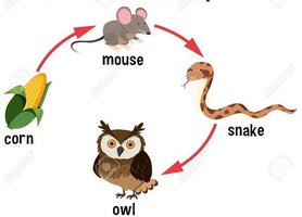 Grazing food chain: corn → mouse → snake → owl