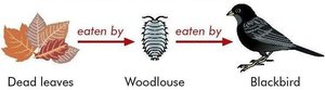 Detritus food chain: dead leaves → woodlouse → blackbird