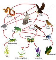 Complex food web showing multiple interconnected food chains