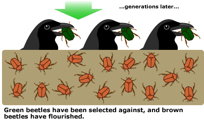 Natural selection: birds eating beetles, showing change in population
