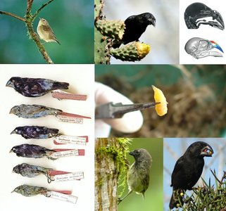 Darwin's finches: variation in beak size and shape
