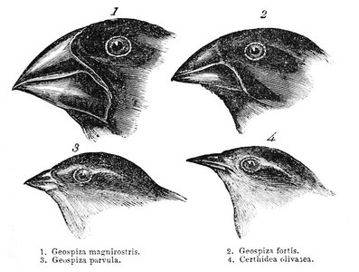 Heritability of bill depth in Darwin's finches