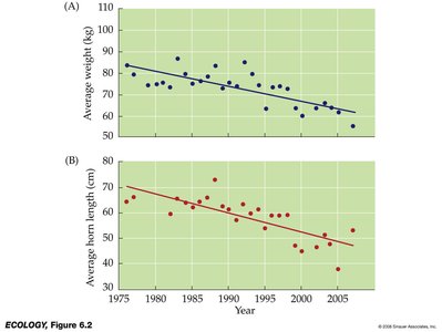 Graphs showing decline in average weight and horn length of bighorn sheep over time