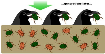 Diagram of natural selection with birds and beetles