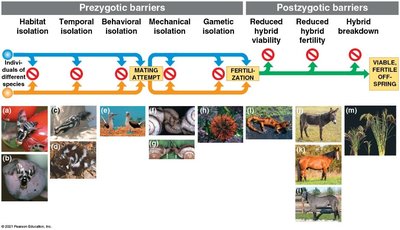 Diagram of prezygotic and postzygotic barriers to reproduction