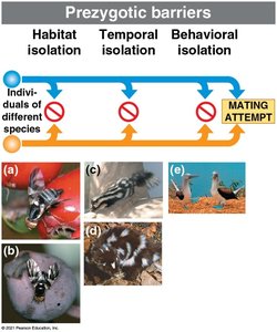 Examples of habitat, temporal, and behavioral isolation