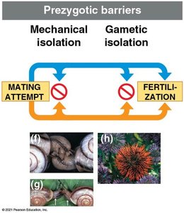 Examples of mechanical and gametic isolation
