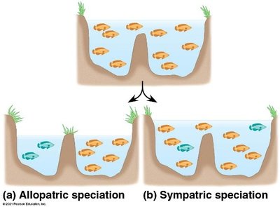 Diagram of allopatric and sympatric speciation