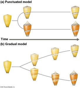 Punctuated equilibrium vs. gradual model of speciation