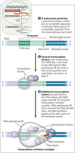 Formation of the transcription initiation complex at a eukaryotic promoter