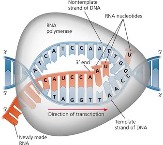 RNA polymerase synthesizing RNA from the DNA template strand