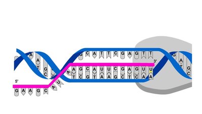 Base pairing during RNA synthesis