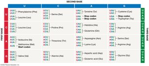 Genetic code table showing codons and corresponding amino acids