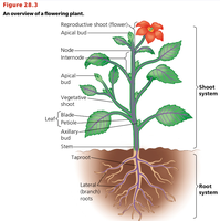overview of a flowering plant