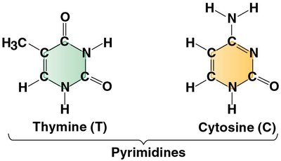 Structures of pyrimidines: thymine and cytosine