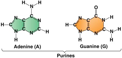 Structures of purines: adenine and guanine