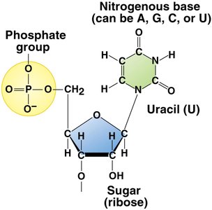 Structure of an RNA nucleotide with uracil base