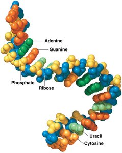 RNA polynucleotide chain with labeled bases and sugars