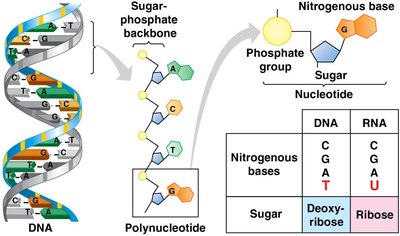 Comparison table of DNA and RNA components