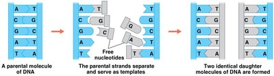 Semiconservative DNA replication: parental strands serve as templates