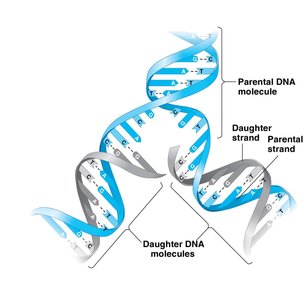 DNA replication fork with parental and daughter strands