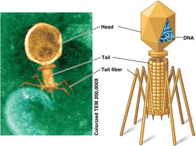 Structure of a bacteriophage with labeled head, tail, tail fiber, and DNA