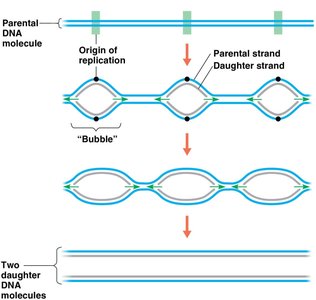 Multiple origins of replication and replication bubbles