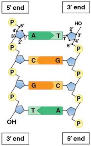 Leading and lagging strand synthesis with DNA polymerase and ligase
