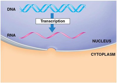 Flow of genetic information: DNA to RNA to protein